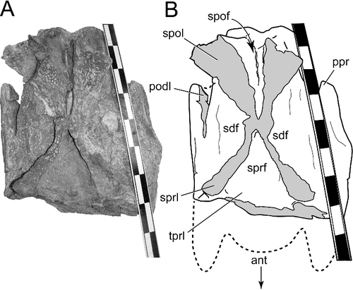 Figure 4. BIBE 45854, Alamosaurus sanjuanensis. A, cervical vertebra 10 in dorsal view during preparation, with neural spine removed. B, interpretive line drawing of image in A. Somphospondylus internal structure is visible in broken neural spine laminae in A. Solid grey fill in B indicates broken bone surfaces. Dashed lines indicate approximate borders of anterior condyle and prezygapophyses not attached to centrum at this stage of preparation. Abbreviations: ant, anterior; crib, cervical rib; podl, postzygodiapophyseal lamina; ppr, posterior process of posterior centrodiapophyseal lamina; sdf, spinodiapophyseal fossa; spof, spinopostzygapophyseal fossa; sprf, spinoprezygapophyseal fossa; spol, spinopostzygapophyseal lamina; sprl, spinoprezygapophyseal lamina; tprl, intraprezygapophyseal lamina. Divisions on metre scale bar are 10 cm.