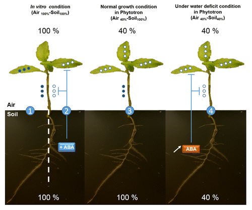 Figure 5. PtaRHE1 accumulation in poplar is affected by relative atmospheric and soil humidity as well as by ABA. (1) Under in vitro condition (air 100% - soil 100% relative humidity), PtaRHE1 is present in both leaves and stem. (2) When these plants were transferred to ABA-supplemented medium, PtaRHE1 was no longer detected. (3) In normal growth condition (air 40% - soil 100% relative humidity), PtaRHE1 accumulated in stem but not in leaves. (4) When acclimatized plants were not watered for one week (air 40% - soil 40% relative humidity), PtaRHE1 accumulation decreased in both leaves and stem xylem. It is suggested that under water deficit condition, ABA synthesized in roots affects PtaRHE1 expression in both stem and leaves. Open circles: PtaRHE1 is not accumulated; closed circles: PtaRHE1 is accumulated.