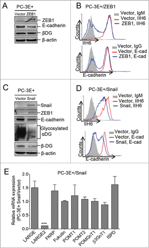 Figure 2. Overexpression of Snail and ZEB1 repress E-cadherin expression and αDG glycosylation in prostate cancer cells. (A-B): E-cadherin expression and αDG glycosylation of PC-3E+ cells transduced with ZEB1 as assessed by Western blotting and flow cytometry, respectively. (C-D): αDG glycosylation and E-cadherin expression in PC-3E+ cells transduced with Snail as assessed by Western blotting and flow cytometry, respectively. β-actin served as loading control for Western blotting. (E): mRNA expression of genes involved in αDG glycosylation in PC-3E+ Snail cells, as analyzed by qRT-PCR. E-cad, E-cadherin. (Student's t-test; *, P < 0.05; ***, P < 0.001).