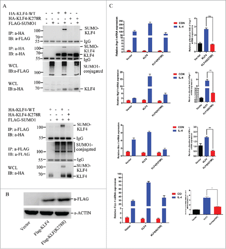 Figure 2. SUMOylation of KLF4 increases the expression of M2 marker genes in RAW264.7 cells after IL-4 treatment. (A) Human KLF4 protein is SUMOylated at K278. In upper graph, 293T cells were transfected with HA-KLF4, HA-KLF4-K278R, or Flag-SUMO1 as indicated. HA-KLF4 proteins were pulled down by HA-beads from these cell lysates. Bound proteins were blotted with anti-Flag or anti-HA antibody. Cell lysates (Input) were immunoblotted (IB) with anti-Flag or anti-HA antibody. In lower graph, 293T cells were transfected with HA-KLF4, HA-KLF4-K278R, or Flag-SUMO1 as indicated. For IP, Flag-SUMO1 proteins were pulled down by Flag M2 beads from these cell lysates. Then bound proteins were blotted with anti-HA or anti-Flag antibody. Cell lysate (Input) was immunoblotted (IB) with anti-HA antibody. (B) Demonstration on establishment of KLF4 wild-type and KLF4 (K278R) stably overexpressed RAW264.7 cell lines. Cell lysates were immunoblotted with Flag or ACTIN. (C) KLF4, but not the K278R mutant, activates the expression of M2 marker gene expression after IL-4 treatment in RAW264.7 cells. mRNA levels of KLF4 target genes Arg-1, Mgl-1, Mrc-1 and Fizz1 were measured by realtime PCR in RAW264.7-Vector, RAW264.7-KLF4, and RAW264.7-KLF4 (K278R) cells with or without IL-4 treatment. The data are presented as means ± s.d. of 3 independent experiments. The relative alteration folds of the genes in 3 cell lines before and after IL-4 treatment were illustrated in the right graph. **P < 0.01, t-test.