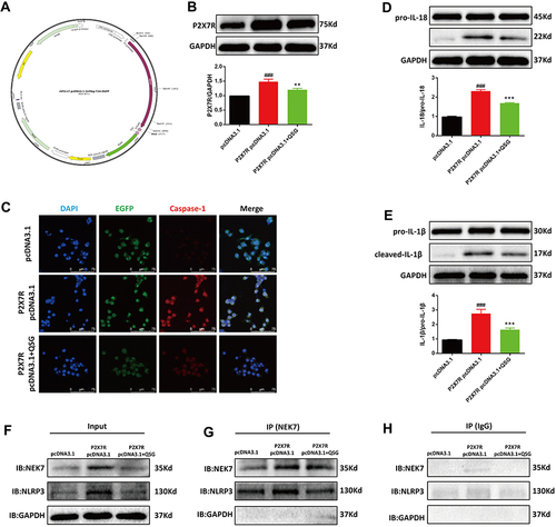 Figure 6 QSG regulates the P2X7R-NEK7-NLRP3 pathway. (A) mP2X7R pcDNA3.1–3xFlag-T2A-EGFP map. (B) WB images of images of RAW264.7 macrophages and analysis of P2X7R. (C) Representative immunofluorescence detection images of Caspase-1. Scale bar=75 µm. (D and E) Western blot images of RAW264.7 macrophages and analysis of IL-18 and IL-1β. (F–H) RAW264.7 macrophages were transfected with P2X7R pcDNA3.1 followed by immunoprecipitation and immunoblot using NEK7 antibody to analyze the protein expression levels of NEK7, NLRP3. The Input represents total protein extracts used for immunoprecipitation. GAPDH was used as a loading control. IB, immunoblot. IP, immunoprecipitation. IgG, negative control. ###P < 0.001 vs pcDNA3.1 group, **P < 0.01, ***P < 0.001 vs P2X7R pcDNA3.1 group.