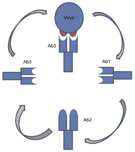 Figure 4 Anti-idiotype vaccine approach.