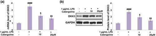 Figure 7. Cabergoline reduced the expression of DKK3 in LPS-challenged HBMECs. (a). mRNA level of DKK3; (b). Protein level of DKK3 (####, P < 0.001 vs. vehicle group; $, $$, P < 0.05, 0.01 vs. LPS group, n = 5–6)