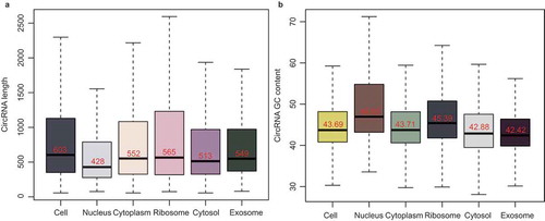 Figure 5. The length and GC content of the subcellular circRNAs. (a) Bar chart showing the length of exonic circRNAs in the six subcellular fractions. (b) Bar chart showing the GC content of exonic circRNAs in the six subcellular fractions.