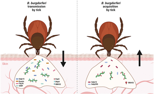 Figure 3. Molecular factors involved in transmission and acquisition of B. burgdorferi by ticks. numerous molecules produced by both a tick vector and Borrelia are required for successful early-stage infection of the host and tick acquisition of B. burgdorferi. Many tick proteins (Salp15, evasins, TSLPI, tHRF, etc.) and borrelial proteins (e.g. OspC, DbpA, DbpB, BBK32) are known to be necessary for transmission. Chemotactic tick protein Salp12 and antioxidant Salp25D, together with borrelial BBA52, were shown to be critical for host-to-tick acquisition of Borrelia.