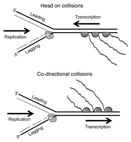 Figure 1 Schematic representation of head-on and co-directional collisions between replication and transcription. In head-on collisions the replicative helicase and the RNAP translocate along the same strand (lagging strand) but in opposite directions. In co-directional collisions the helicase and the RNAP translocate in the same direction but along opposite strands, lagging and leading strands, respectively.