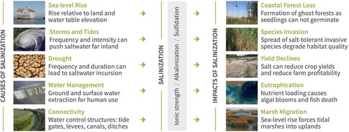 Figure 1. Drivers of seawater intrusion and their impacts (Weissman, Tully, and McClure Citation2020; adapted from Tully et al. Citation2019, 6:368–378).