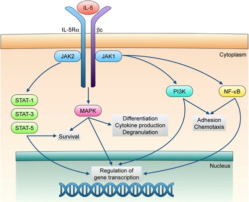 Figure 1 Signal transduction pathways underlying the biological actions exerted by IL-5 on eosinophils.