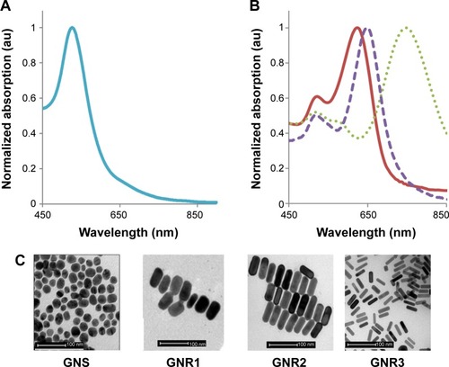 Figure 1 Absorption spectra (A and B) and TEM images (C) of different GNP.Notes: (A) GNS absorption peak is at 520 nm (left) and GNR absorption peaks (B) are at 630 nm (GNR1, solid red line), 650 nm (GNR2, dashed violet line), and 760 nm (GNR3, dotted green line). The scattering spectra of the GNP are the same as the absorption spectra (data not shown, see Jain et alCitation18). (C) TEM images of GNS and GNR types 1–3. The average size was determined by measuring at least n=10 GNP.Abbreviations: TEM, transmission electron microscopy; GNR, gold nanorods; GNP, gold nanoparticles; GNS, gold nanospheres.