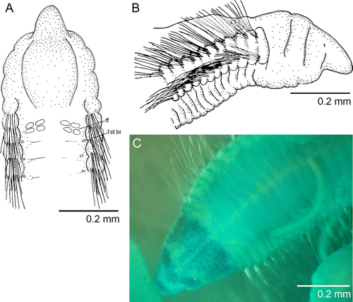 Figure 1  Protocirrineris mascaratus sp. nov. A, anterior end, dorsal view; B, anterior end, lateral view; C, MGSP of anterior end showing mask formed by unstained areas of prostomium and peristomium. (tf, tentacular filaments; br, branchia).