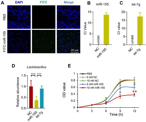 Figure 4. Host miRNAs enter the bacterium and regulate bacterial growth. (A) E. coli was cultured in the presence of FITC labeled miRNAs for 4 h, followed by fixation and DAPI staining. Images were acquired by confocal microscopy with a 100× objective. Data presented were representative of three independent experiments. Scale bar = 20 µm. Transfer of miR-155 (B) and let-7g (C) in the E. coli after 4 h incubation with control or indicated miRNAs. qPCR was performed at least in triplicates. NC is the miRNA mimic that can’t be detected by primers of miR-155 and let-7g. Data are expressed as mean ± SEM of three biological replicates. (D) Lactobacillus gasseri (ATCC 33323) growth in medium added with miR-155, let-7g or negative controls for 12 h. Data are expressed as mean ± SEM of three biological replicates. ***p < .001. (E) Growth curve of Lactobacillus gasseri (ATCC 33323) growth in medium added with negative control miRNA mimic or miR-155 at indicated doses. Data are expressed as mean ± SEM. *p < .05, 10 nM miR-155 vs. PBS, 5 nM NC, or 10 nM NC at 9 h; 5 nM miR-155 vs. PBS, 5 nM NC, or 10 nM NC at 12 h. **p < .01, 10 nM miR-155 vs. PBS, 5 nM NC, or 10 nM NC at 12 h.