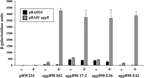 Figure 5. Activation of the aggR promoter from EAEC strains 042, 17–2, E36 and E42. The figure illustrates measured β-galactosidase activities in E. coli K-12 BW25113 ∆lac cells, containing pRW224 carrying aggR90 promoter fragments from EAEC strains 042, 17–2, E36 and E42. Cells also carried either pBAD/aggR (gray bars) or pBAD24 (black bars) and were grown in LB medium in the presence (+) or absence (-) of 0.2% arabinose. β-galactosidase activities are expressed as nmol of ONPG hydrolyzed min−1 mg−1 dry cell mass. Each activity is the average of three independent determinations and standard deviations are shown for all data points
