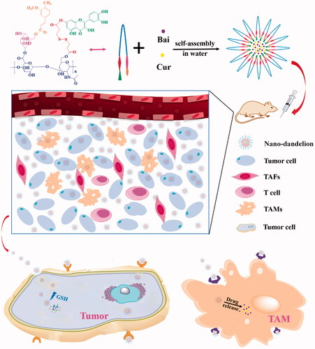 Figure 2. Schematic representation of QHMF self-assembly into nano-dandelion and the nano-dandelion targeting A549 cells and TAMs.