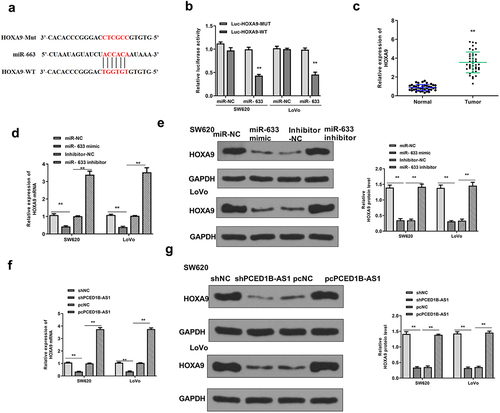 Figure 6. HOXA9 was a target of miR-633. (a) The putative binding site between miR‐633 and HOXA9 by Targetscan. (b) Luciferase reporter assay. (c) The mRNA level of HOXA9 in colorectal adenocarcinoma tissues were evaluated by qRT-PCR (n = 40). (d and e) SW620 and Lovo cells were transfected with miR-633 mimics or inhibitor. The expression of HOXA9 was detected by qRT-PCR (d) and Western blot (e). (f and g) SW620 and Lovo cells were transfected with sh-PCED1B-AS1 or pc-PCED1B-AS1 (overexpressing vector). The expression of HOXA9 was detected by qRT-PCR (f) and Western blot (g). ** p < 0.01.