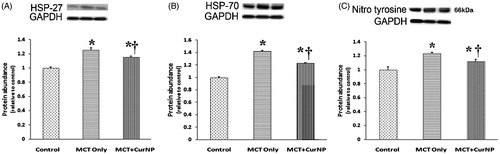 Figure 6. Cur NP treatment attenuates PAH-associated increase in heat shock protein and protein nitrosylation. The expression of Hsp-27 (Panel A), Hsp-70 (Panel B) and nitrotyrosine (Panel C) was determined by immunoblotting and normalized to the expression of GAPDH. Values are expressed as mean ± SEM; n = 6 for each group. *P < 0.05 versus control group; †P < 0.05 versus MCT + Cur NP group.