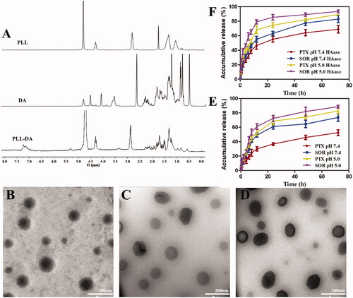 Figure 2. (A) 1H-NMR spectra of PLL, DA, and PLL-DA. TEM image of PD-CL-PTX/SOR (B), TPD-CL-PTX/SOR (C), and HA-TPD-CL-PTX/SOR (D). (E) In vitro drug release from HA-TPD-CL-PTX/SOR liposome at pH 7.4 and 5.0. (F) In vitro drug release after incubation with HAase (2 mg/mL) at pH 7.4 and 5.0 (n = 3).