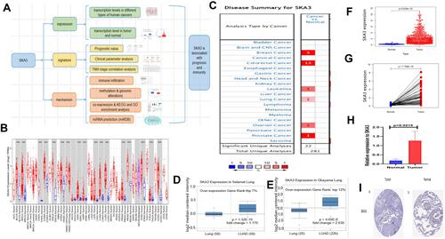 Figure 1 SKA3 expression levels in diverse kinds of human cancers and transcription level in LUAD. (A) Workflow of this study. (B) SKA3 expression levels in diverse kinds of tumors in TCGA web resource (TIMER). (C) Increased or decreased SKA3 in diverse tumors vs healthy tissues in Oncomine web resource. (D and E) Levels of SKA3 mRNA remarkably higher in LUAD than in healthy tissue. Box plot indicating SKA3 mRNA levels in Selamat lung, Okayama lung by Oncomine. (F) The expression levels of SKA3 in tumor and non-cancer tissues of LUAD patients in TCGA database. (G) Comparison of SKA3 expression pre-disease and post-disease in the same sample. (H) Histogram of the difference between SKA3 expression levels in lung adenocarcinoma tissues of mice and normal lung tissues. (I) Immunohistochemical (IHC) staining of SKA3 expression in lung adenocarcinoma samples and normal tissues in the Human Protein Atlas. a and b represent the expression of SKA3 in tumors and normal tissues, respectively. ***, p < 0.001.