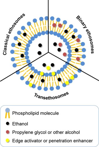 Figure 2 Schematic representation of the different types of ethosomal systems.