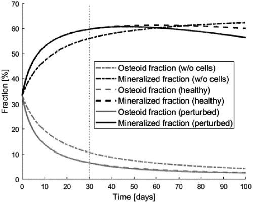 Figure 1. Evolution of the fractions of osteoid (gray) and mineralized bone (black) for systems without cells (dash-dotted), healthy (dashed) or perturbed (solid).