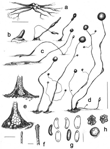 Figure 5. Morphology of Cavenderia canoeospora, sp. nov. (strain MAD 14-3 c). a. Median aggregation with ample deltoid streams closer to the irregular central mound, which terminates in thin, dendroid open ends. b. Early rising sorogen (left); a cluster of two late sorogens (center); a solitary late sorogen (right). c. Stoloniferous habit of a late migrating pseudoplasmodium (above); solitary prone sorocarp with prostrate lower portion and with supporter cells (below). d. Three habits of mature sorocarps: unbranched solitary (left); solitary sorocarp with few branches (center); clustered sorocarps (right). e. Bases: few-celled, irregular base covered with a resistant sheath and many roundish cells (above); a one tier of cell sorocarp that ends in a roundish irregular base with some protruding cells. The sheath is wrinkled and gives the appearance of being immersed in the substratum (below). f. Simple (left) and compound (right) tips, both of them flexuous. g. Large canoe-shaped spores, with large regular consolidated polar granules. Their size and shape are similar to the shape of canoes, for which the species is named. h. Myxamoebae with at least one large vacuole (above); a circularized myxamoebae (below). Bars: a, b = 300 µm; c, d = 0.6 mm; e = 20 µm; f = 10 µm; g, h = 8 µm
