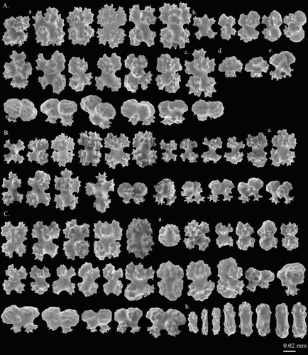 Figure 19. Pleurocorallium norfolkicum sp. nov. Holotype, MNHN-IK-2011-1467: (A) Cortical sclerites from the tip of the colony, (a) symmetrical 6-radiates, (b) asymmetrical 6-radiates, (c) 7-radiate, (d) mushroom-like double clubs, (e) regular double clubs; (B) cortical sclerites from the base of the colony, (a) 7-radiates; (C) sclerites from cortical mounds and autozooid, (a) spherical 6-radiates, (b) small rods in pharyngeal region.