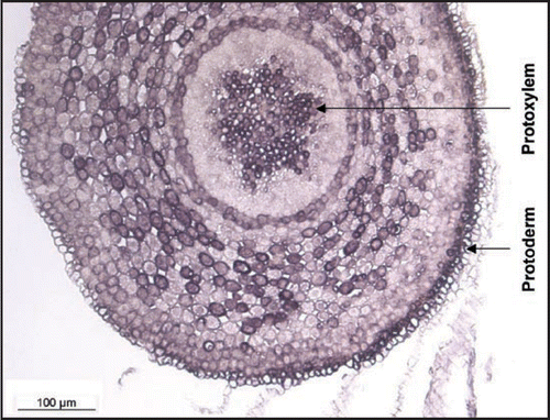 Figure 2 In situ QpHb1 expression in a cross section realized at 800 µm from the tip of the root cap of Quercus robur grown for 5 weeks under control conditions.
