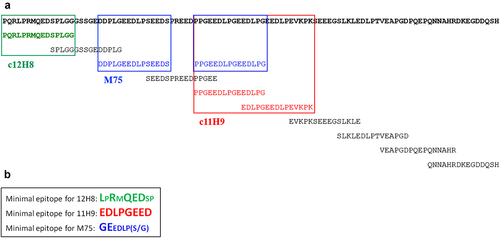 Figure 6. Fine epitope mapping using yeast surface display (YSD). (a) Summary of antibody binding of yeast-displayed 15-residue tiling fragments of the CA-IX N-terminal region, residues 37–140. The colored sequences (12H8, green; 11H9, red, M75, blue) are the fragments within CA-IX IDR that showed the highest binding to each of the indicated antibodies by yeast cell ELISA (see Fig. 5). (b) Fine epitope mapping on 15-residue fragments that were identified to bind the antibodies through N-and C-terminal truncations to determine the “minimal” epitope followed by mutagenic alanine scan. Residues in large font and bold are those that do not tolerate alanine substitution indicating their critical role in antibody binding (see text for details).