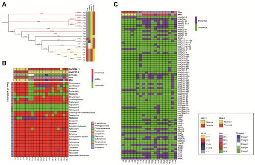 Figure 1 Results of phylogenetic trees; Bayesian classification, MIC test, and ARGs identification of 19 samples from ICU rooms. Sampling time, lineages of hierBAPS, presence/absence of blaKPC-2 and blaNDM-1 are annotated as colored bars next to the isolate number. (A) Phylogenetic trees of high abundance species from core genome alignments. Maximum likelihood phylogenetic trees from core genome alignments; Tree branches are colored by MLST types. (B) Results of MIC test; class of antibiotics and resistance strength are annotated as colored bars next to the main heatmap. (C) Results of ARGs identification; presence/absence of ARGs are annotated as colored bars next to the main heatmap.