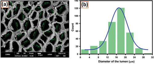 Figure 3. (a) Lumen diameters of abaca fibers and (b) size distribution of lumen diameters.