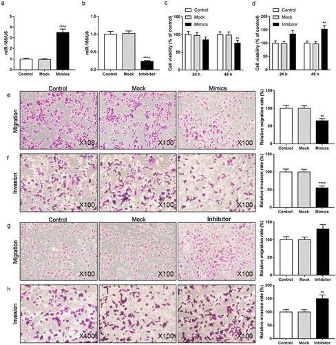 Figure 2. Inhibition of miR-185 enhanced the abilities of proliferation, migration and invasion in ox-LDL-induced MOVAS cells. MOVAS cells were subjected to ox-LDL, and then transfected with miR-185 mimics and miR-185 inhibitor. (a, b) The miR-185 level was assessed by RT-qPCR. (c, d) Cell viability was analyzed by CCK-8. (e-h) Transwell was used to analyze cell migration (e, f) and invasion (g, h). *P< 0.05, **P< 0.01, versus control. ^P< 0.05, ^^P< 0.01, versus mock.