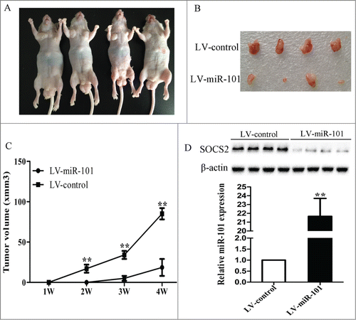 Figure 6. MiR-101 suppressed tumor growth of GC cells in nude mice. A, 7901 cells were infected with LV-miR-101 and injected subcutaneously into nude mice. After 4 weeks, LV-miR-101-infected cells (right) produced smaller tumors than control cells (left). B, representative picture of tumors formed. C, growth curve of tumor volumes. D, expression levels of miR-101 and SOCS2 in tumors formed. (**p < 0.01 compared with control)