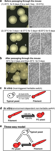 Fig. 4 In vivo and in vitro loss of filamentation phenotype observations in C. auris. a Morphologies without passage through the mouse: (1) filamentous cells were plated on YPD medium for 6 days of growth at 25 °C (no switching to the typical yeast colonies were observed, f-to-y swit. frequency < 0.01%); (2) filamentous cells were grown on YPD medium at 37 °C for 3 days, replated, and grown at 37 °C for three additional days before being replated and grown at 25 °C for 6 days (switching frequency from filamentous-to-typical yeast colonies was 1.2 ± 0.2%). b Morphologies after passage through the mouse. Filamentous cells were injected into the mouse via the tail vein. Cells recovered from tissues were grown on YPD medium at 30 °C for 2 days and then transferred at 25 °C for 5 days of incubation. Colonies shown were recovered from kidney tissues and classified as smooth (S, typical yeast) or filamentous (F). c In vivo model. Typical yeast-filament switching frequencies represent the average percentages of colonies with an alternative phenotype after passage through the animal and replating and culturing on YPD medium at 25 °C. These host-triggered switches are rare and heritable. d In vitro FC yeast-filament switches. FC yeast designation indicates a filamentation-competent form of C. auris, an intermediate cell type capable of returning from a morphologically yeast phenotype to a filamentous form following exposure to 25 °C growth conditions. The frequency of the FC yeast-to-filament switch is higher than 99% at 25 °C and the frequency of the filament-to-FC yeast switch is higher 99% at 37 °C (~1000 colonies were analyzed for each switch). Therefore, the morphological switches between the FC yeast and filamentous forms are temperature-dependent and nonheritable. e The typical yeast, FC yeast, and filamentous cell types form a three-way switching system that combines a heritable (typical yeast-to-FC yeast/filamentous) and a nonheritable (FC yeast-to-filamentous) switch. Thin and thick lines indicate low and high switching frequencies, respectively