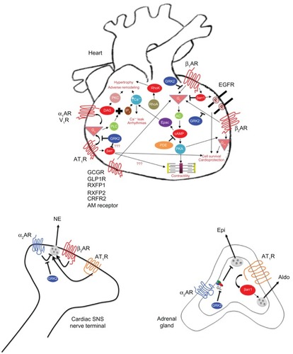 Figure 1 G protein-coupled receptors and their signaling pathways involved in heart failure pathophysiology.