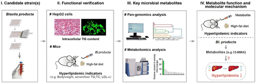 Figure 2. Graphical outline for assessment of the lipid-lowering effect and identification of the potential active metabolite of Blautia producta. Bl. producta strain with the best efficacy in cell-based screening was re-assessed for the lipid-lowering effect in HepG2 cells and high-fat diet-induced hyperlipidemic mice. Pan-genomics and comparative metabolomics analysis were performed to identify the potential active metabolites of Bl. producta, then the anti-hyperlipidemic effect and mechanism of the candidate metabolite were investigated in mice.