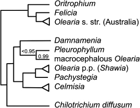 Figure 4 Relationships in Astereae shown as a simplified tree of the largely New Zealand Olearia–Celmisia complex (ITS + ETS + trnK + trnL; PP = 1 unless shown; Wagstaff et al. Citation2011) in the wider context of the ITS tree of Cross et al. (Citation2002).