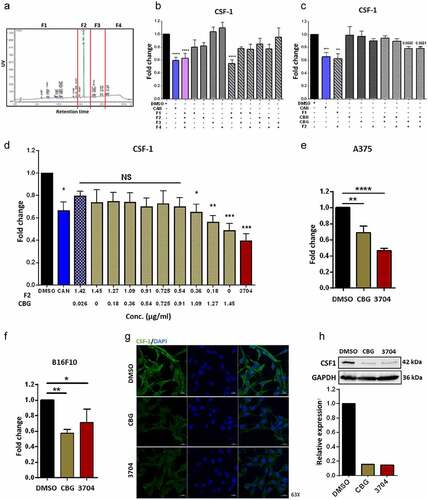 Figure 2. CBG reduces CSF-1 secretion by B16F10 cells.