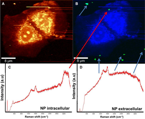 Figure 5 MCF-7 cells incubated with Co nanoparticles, (A) integrated Raman intensities in the 2800–3000cm−1 region of cells, (B) Raman reconstruction of image A using KMCA to detect Co nanoparticles (green pixels indicated by arrows), (C) Raman spectrum of Co MNPs inside MCF7 cells (indicated by the red arrow), and (D) spectrum outside of the cells (blue arrows).