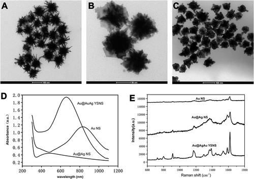Figure 1 TEM images of (A) Au nanostar, (B) Au@Ag NS, (C) Au@AgAu YSNS (D) Ultraviolet spectra of Au nanostar, Au@Ag NS, Au@AgAu YSNS.(E) The SERS performance of Au NS, Au@Ag core-shell nanostructure and Au@Ag YSNS using CV (10−6 M) as probe molecule.
