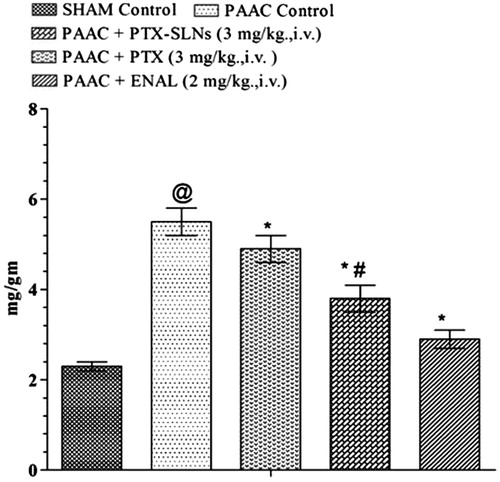 Figure 6. Effect of pharmacological interventions on LVW/BW in rats. @p < 0.05 versus Sham control, *p < 0.05 versus PAAC control, #p < 0.05 versus PAAC + PTX (3 mg kg−1). PAAC, partial abdominal aortic constriction; LVW/BW, left ventricular weight/body weight; PTX, pentoxifylline; ENAL, enalapril; PTX + SLNs, nanoparticles of pentoxifylline.