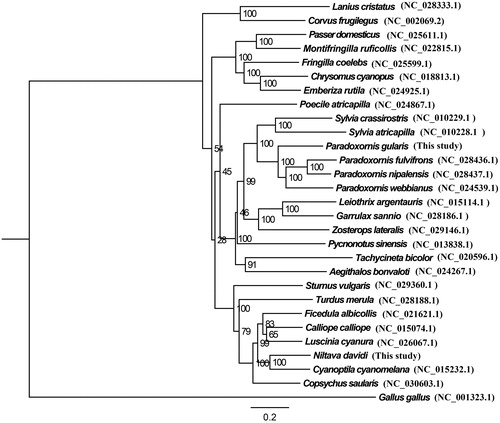 Figure 1. Phylogenetic tree of P. gularis and N. davidi based on the maximum likelihood (ML) analysis of 12 concatenated mitochondrial protein-coding genes (with the exception of ND6). The bootstrap values for the ML analysis are shown on the nodes.