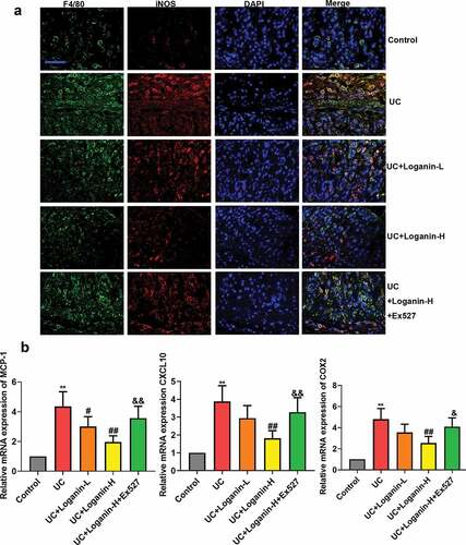 Figure 4. Effects of loganin on M1 macrophage polarization in colontissues of UC mice. (a) Representive images of double-immunofluorescence staining of F4/80 (red) and iNOS (green). (b) The mRNA expression levels of MCP-1, CXCL10 and COX-2 in colon tissues were analyzed by qRT-PCR assay. Values are expressed as means ±SD. ** p < 0.01 compared with control group; # p < 0.05, ## p < 0.01 compared with UC group; & p < 0.05, && p < 0.01 compared with UC + Loganin-H group.