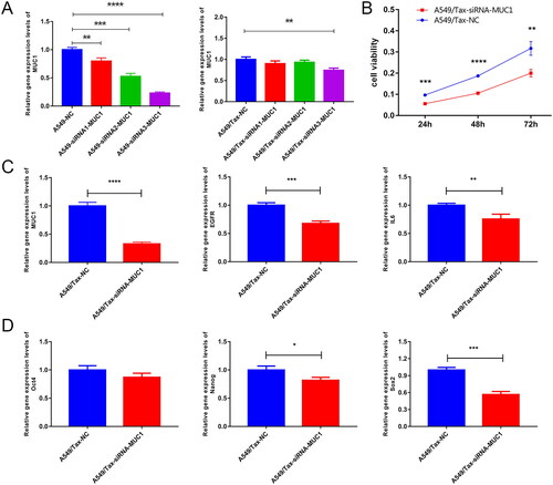 Figure 6. Knock down MUC1 reduces the expression of stem cell pluripotency factor in paclitaxel resistant LUAD cells. (A) screening of effective interference targets for knock down MUC1 in A549 cells and A549/tax cells; (B) cell Counting kit-8 assay (CCK-8) detects the cellular activity of negative control cells (A549/TAX-NC) and MUC1 interfering cells (A549/TAX-siRNA-MUC1); (C) the expression of MUC1, EGFR, and IL-6 in A549/TAX-NC and A549/TAX-siRNA-MUC1 cells; (D) the expression of Oct4, Sox2, and myc in A549/TAX-NC and A549/TAX-siRNA-MUC1 cells. *p < 0.05; **p < 0.01; *** p < 0.001; **** p < 0.0001.