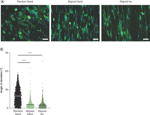 Figure 5. Orientation of Schwann cells on aligned tacrolimus-loaded and blank poly-ε-caprolactone fibers. (A) Fluorescence micrographs of Schwann cells cultured on random blank fibers, aligned blank fibers and aligned tacrolimus-loaded fibers, F-actin stained with phalloidin (green) and nuclei stained with Hoechst (blue), scale bar = 100 μm. (B) Angle of deviation of Schwann cells from the mean of each image, line = mean of n = 3 in triplicate. One-way ANOVA with Tukey’s post hoc test.****p < 0.0001; otherwise nonsignificant.