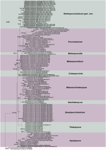 Figure 42. Phylogenetic relationship among species of morphologically related genera in the family Pucciniastraceae inferred from the combined dataset of ITS and nLSU regions. The topology is generated by the maximum likelihood algorithm. Bootstrap values and Bayesian posterior probabilities, when simultaneously above 75% and 0.75, respectively, are labelled at the nodes. The newly described species are in boldface.