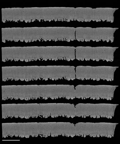 Figure 7. Two-dimensional slice-by-slice (traversing the X–Z axis) images of an equatorial region of shell, showing a pore which traverses the palisade matrix. Images are at 6 µm intervals and are at a resolution of 1.5 µm. Scale bar = 400 µm.