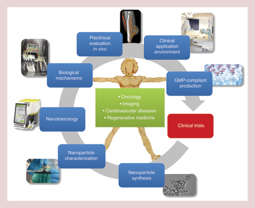 Figure 1. The section of experimental oncology and nanomedicine-concept.Section of Experimental Oncology and Nanomedicine (SEON) has been active in field of cancer therapy since 1999. The aim of SEON is to bring magnetic drug targeting (MDT) into the clinics as an enduring alternative for classical therapeutic regimes for cancer treatment. Of central importance is the development of reproducible superparamagnetic iron oxide nanoparticle synthesis suitable for GMP-conform production that can be scaled up to industry levels. To achieve this, the particles have to be evaluated as much as possible by physicochemical, in vitro and in vivo methods for important features such as stability, drug load and release, magnetic properties, toxicity or biocompatibility, effectivity and many more. But for a successful new treatment such as MDT, a suitable clinical application environment is also crucial. This includes the development of electromagnets that can be implemented into a radiological intervention suite and the evaluation of visualization methods for superparamagnetic iron oxide nanoparticles in the tumor area after the application procedure. Therefore, the SEON-labs comprise a chemical subunit for iron oxide nanoparticle synthesis and characterization, a preclinical biological subunit dealing with nanotoxicological issues as well as the biophysical mechanisms of MDT and developing applicable methods for the clinical practice of MDT. Finally, SEON has built up a GMP-facility in the pharmaceutical department of the University Hospital Erlangen.GMP: Good manufacturing practice.