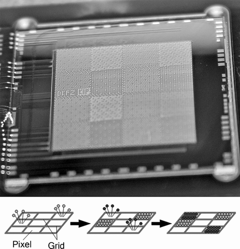 FIG. 2 (top) CMOS chip with SAC particle deposition pattern with a total of 16,384 pixels on 1.28 × 1.28 cm2; (bottom) schematic deposition; two different kinds of particles are deposited on defined pixels consecutively.