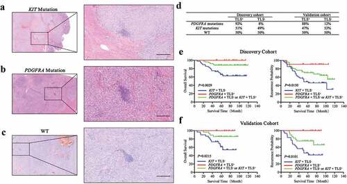 Figure 6. Association of mutation status with TLS phenotype in GIST patients