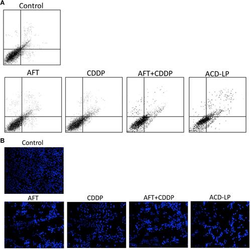 Figure 4 (A) Apoptosis of HONE1 cells as revealed by flow cytometry after staining with Annexin V-FITC and propidium iodide. (B) Qualitative analysis of apoptosis employing Hoechst 33258 staining. The free drugs (alone or in combination) and cisplatin- and afatinib-loaded lipid–polymer hybrid nanoparticles were incubated with cancer cells for 24 h.