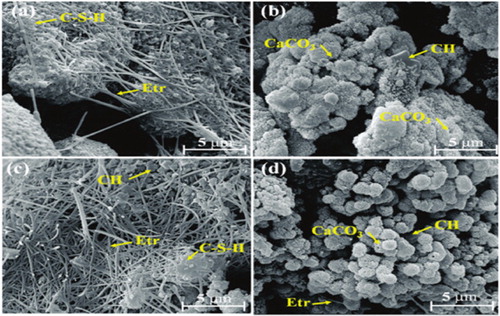 Figure 2. SEM of mortars after 7 days of curing at magnification of 12000x. [52].